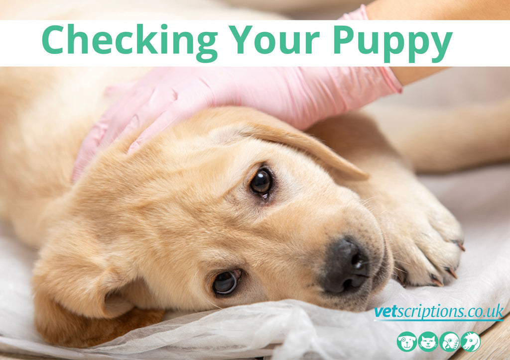 Checking Your Puppy