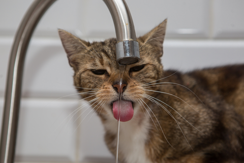 cat drinking tap water
