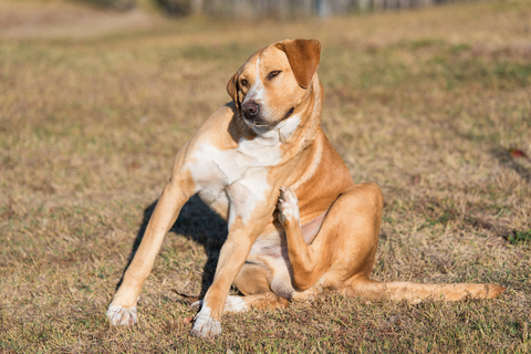 dog scratching in a field